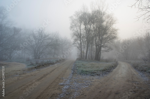 road in winter forest