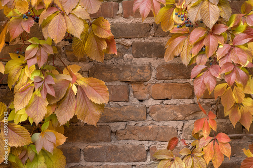 Red brick wall ivy background. Autumn. Red plant leaves on brick wall. Copy space. Red ivy creeper leaves on the white wall of a building