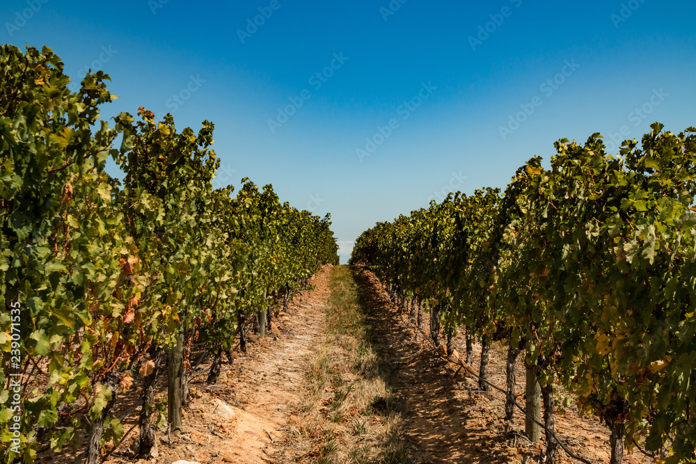 Weinbaugebiet bei Stellenbosch in Südafrika