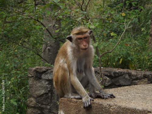 Monkey looking © Ghislaine