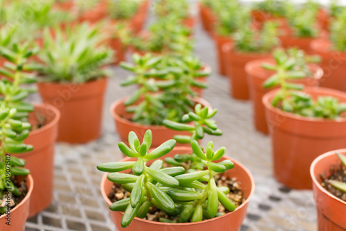 Rows of Green Succulents