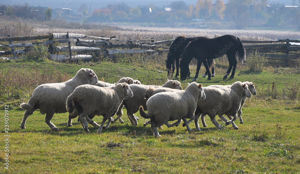 A small herd of sheep A small herd of sheep