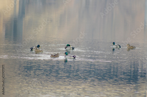  ducks