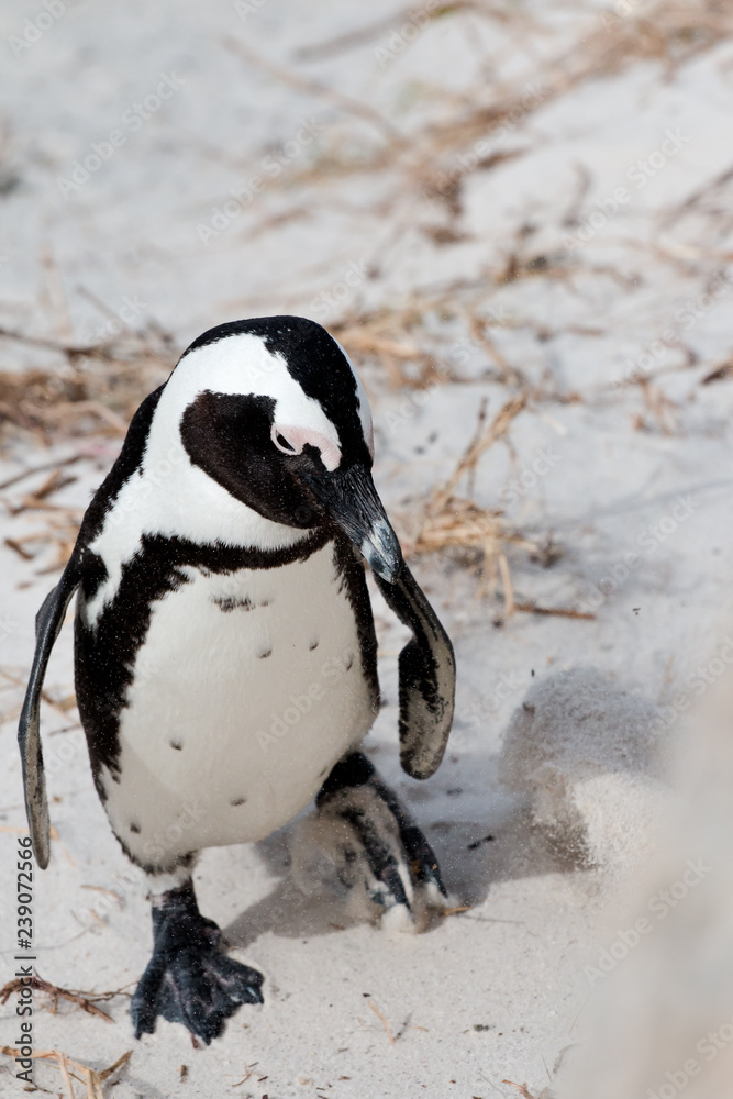 Fototapeta premium Brillenpinguine am Boulders Beach in Südafrika