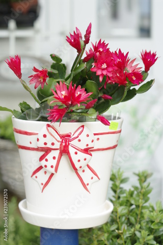 flowers in watering can
