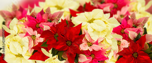 Obraz na płótnie frame of pink poinsettia flower or christmas star