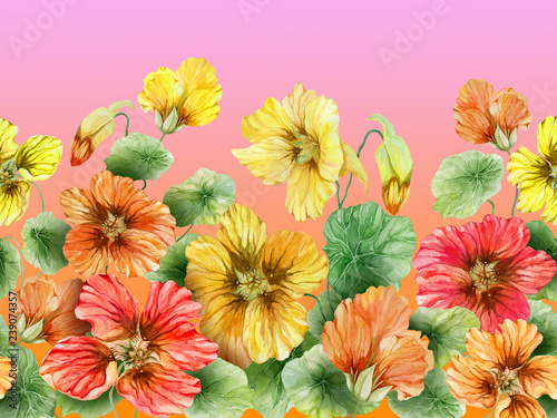 Beautiful nasturtium flowers with on pink gradient background. Seamless floral pattern. Watercolor painting. Hand drawn and painted illustration. photo