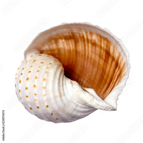 beautiful seashell on white background