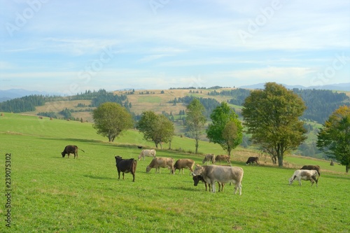 herd of cows grazing in field
