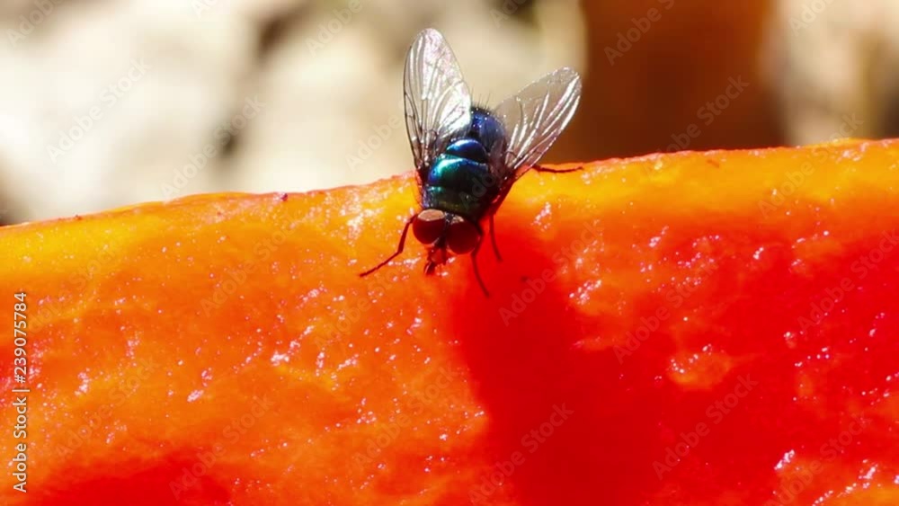 Mosca doméstica