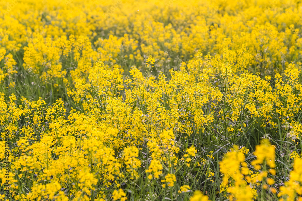 Field of blooming colza, also known as rapeseed (Brassica napus) Field of blooming colza, also known as rapeseed (Brassica napus)