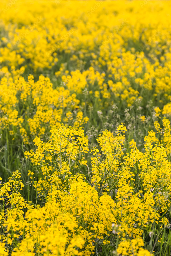 Field of blooming colza, also known as rapeseed (Brassica napus)