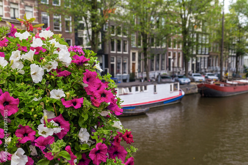 White and pink flowers in front of traditional houses and a canal in Amsterdam. Focus on the flowers © Olga Lipatova