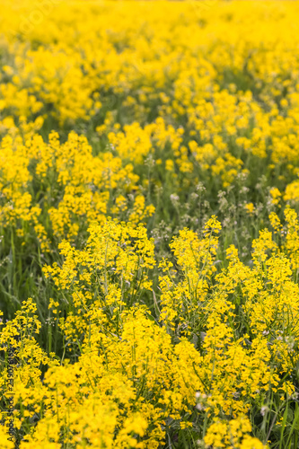 Field of blooming colza, also known as rapeseed (Brassica napus)