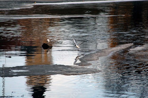 seagulls in water