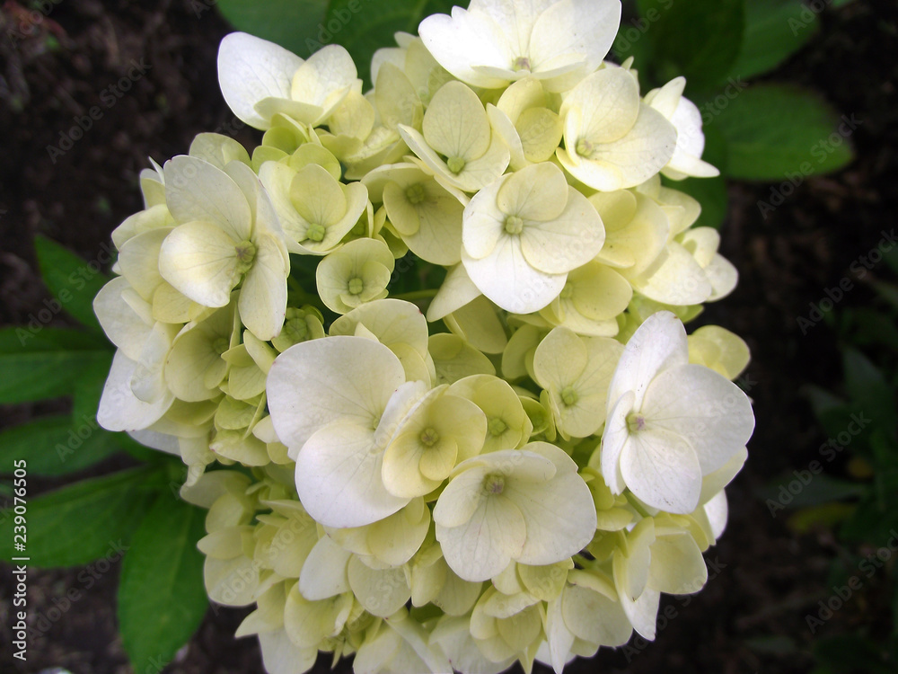 Ramo de flores, Flores Blancas, Cenital, Jardin Ramo de flores, Flores Blancas, Cenital, Jardin
