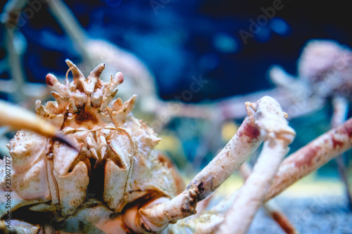 Japanese Spider Crab, Osaka, Japan photo