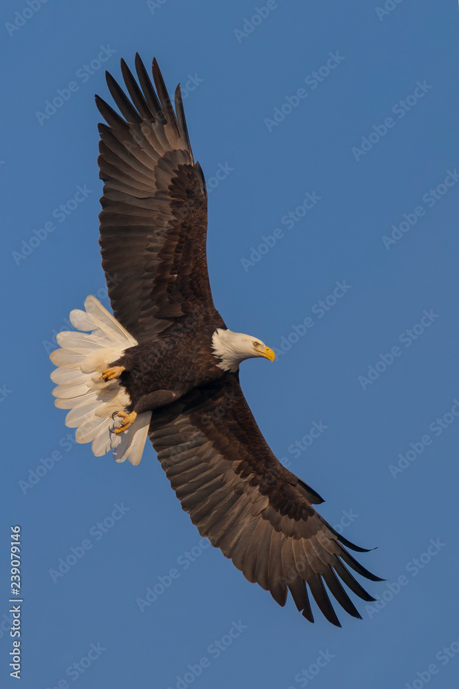 Bald eagle in flight with spread wings (clipping path included). The photo was taken by Mississippi River in Iowa, USA. Bald eagle in flight with spread wings (clipping path included). The photo was taken by Mississippi River in Iowa, USA.