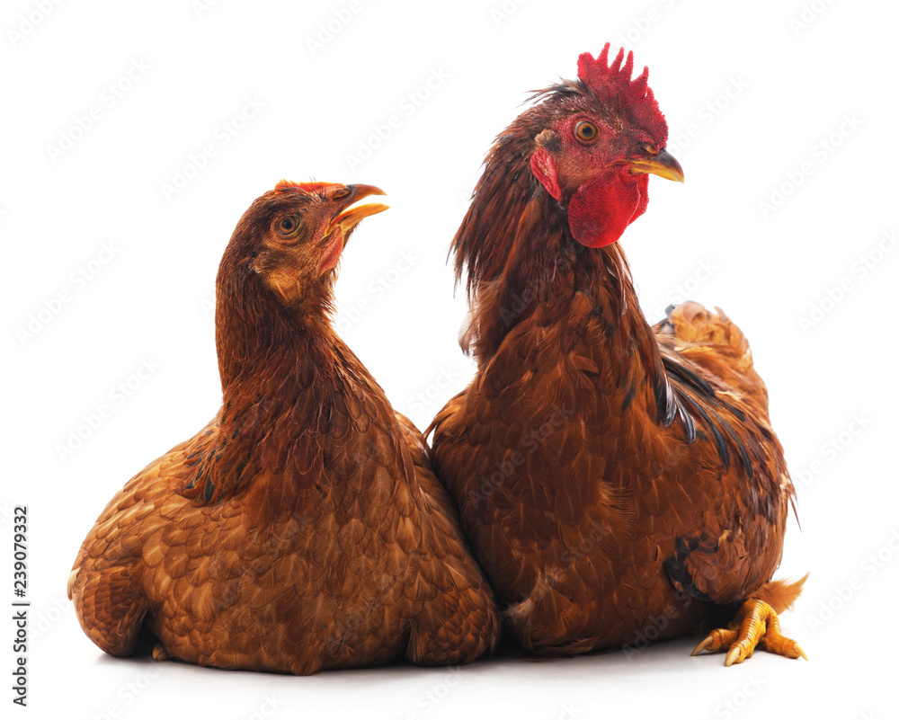 Naklejka premium Chicken and cock.
