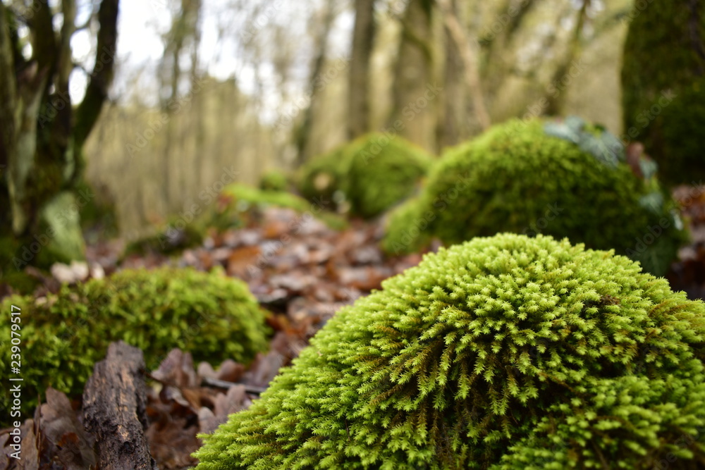 Moss on stone Moss on stone