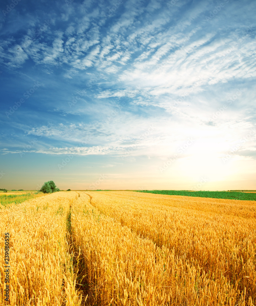 Wheat field against a blue sky