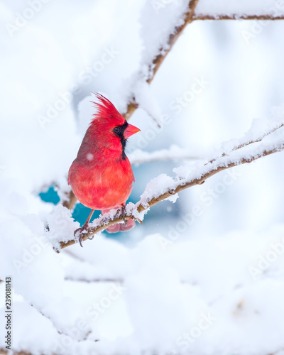 Male Cardinal in the Snow