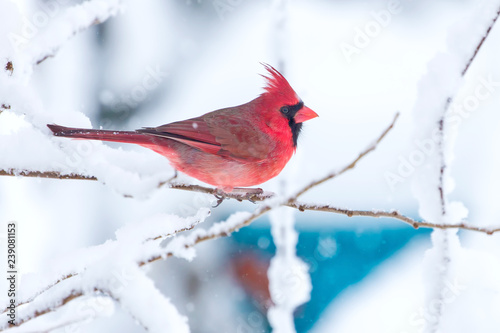 Male Cardinal in the Snow