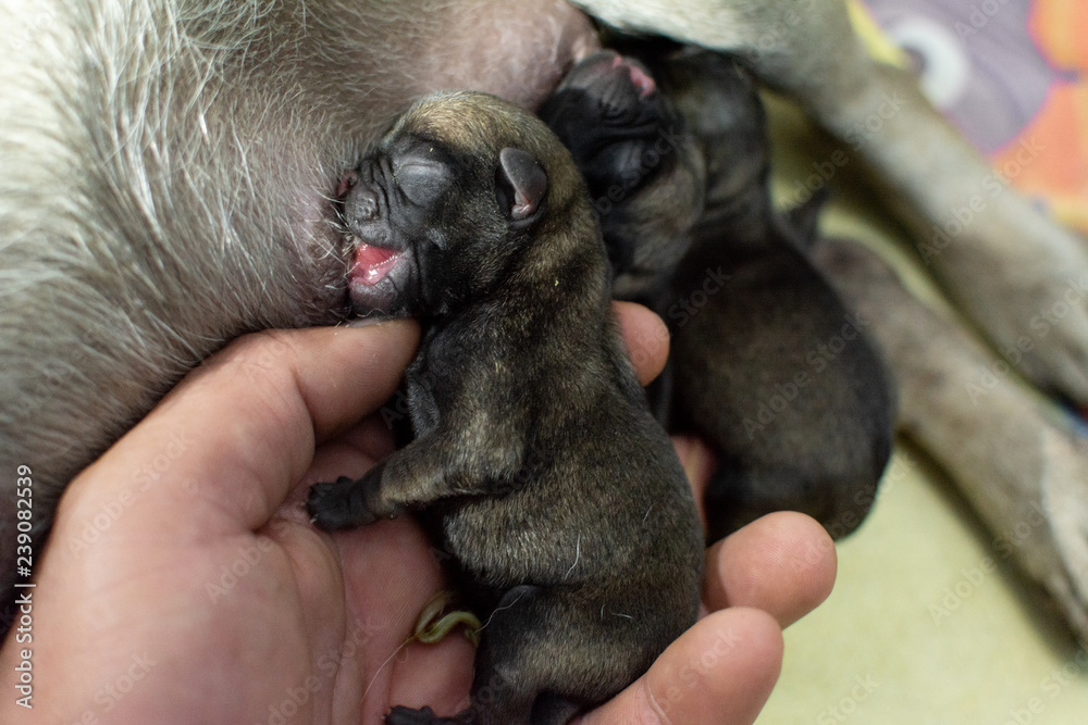Obraz premium PUG