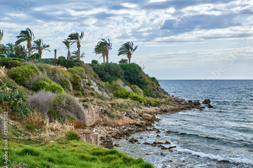 Photos Cyprus. Kissonerga. Stony seashore. Palm trees