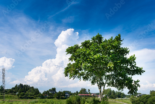 田舎の夏空の入道雲とクルミの木 Stock 写真 Adobe Stock