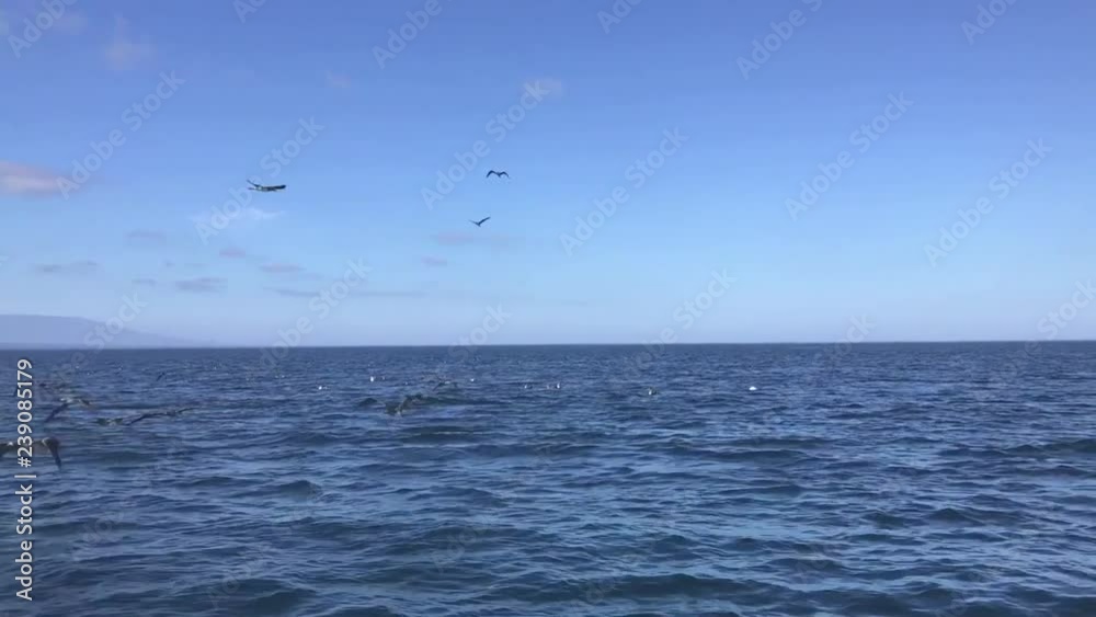 Frigate birds diving for fish in the Galapagos Frigate birds diving for fish in the Galapagos