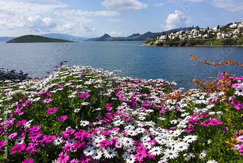 Osteospermum flowers on the Aegean Sea in Turkey. Beautiful seaview, islands and mountains. photo