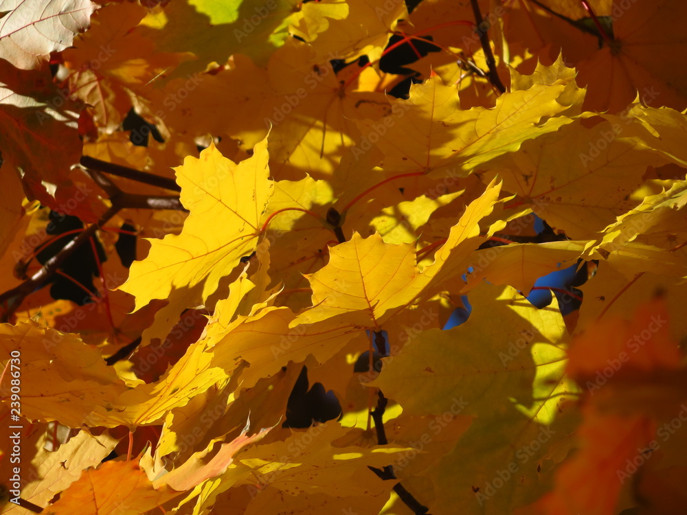 Fototapeta premium maple leaves in autumn