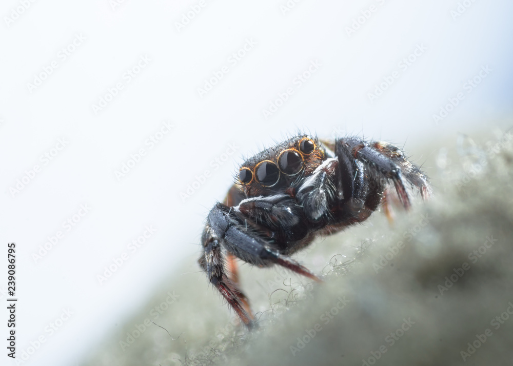 House jumping spider on a fabric macro shot shot. 