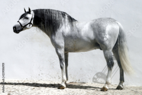 horse isolated on white background