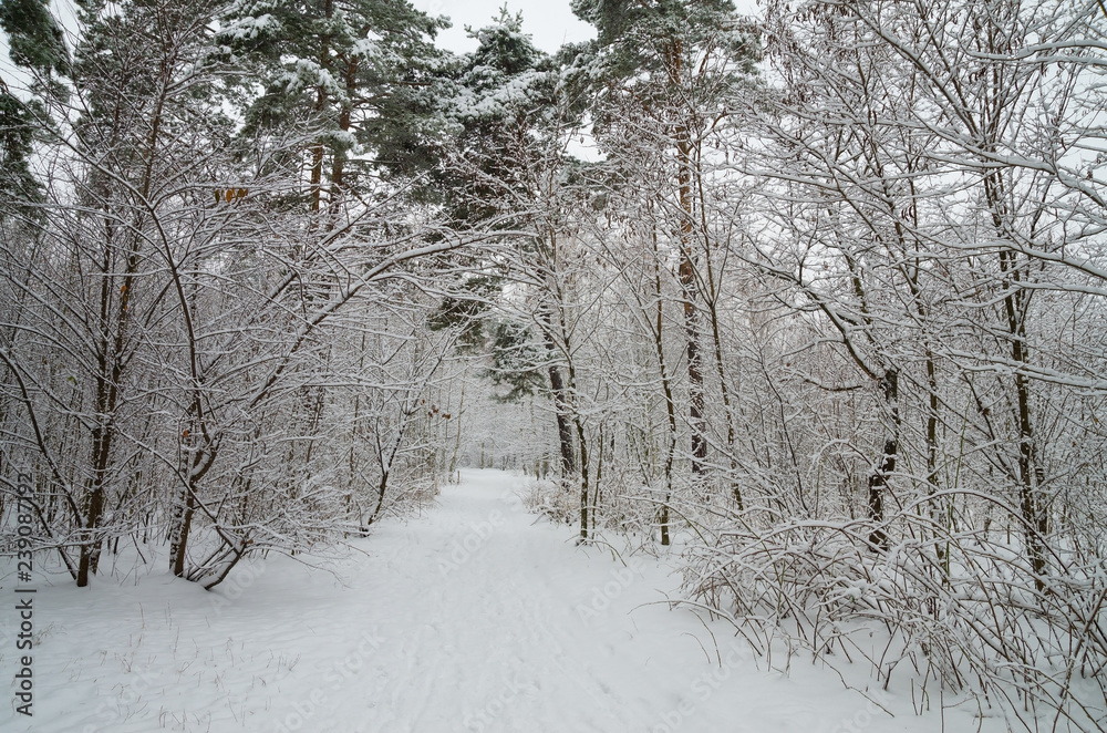 Fototapeta premium Winter forest in the snow. Trees and bushes in the snow. Snow on the branches of trees. Frosty, winter forest.