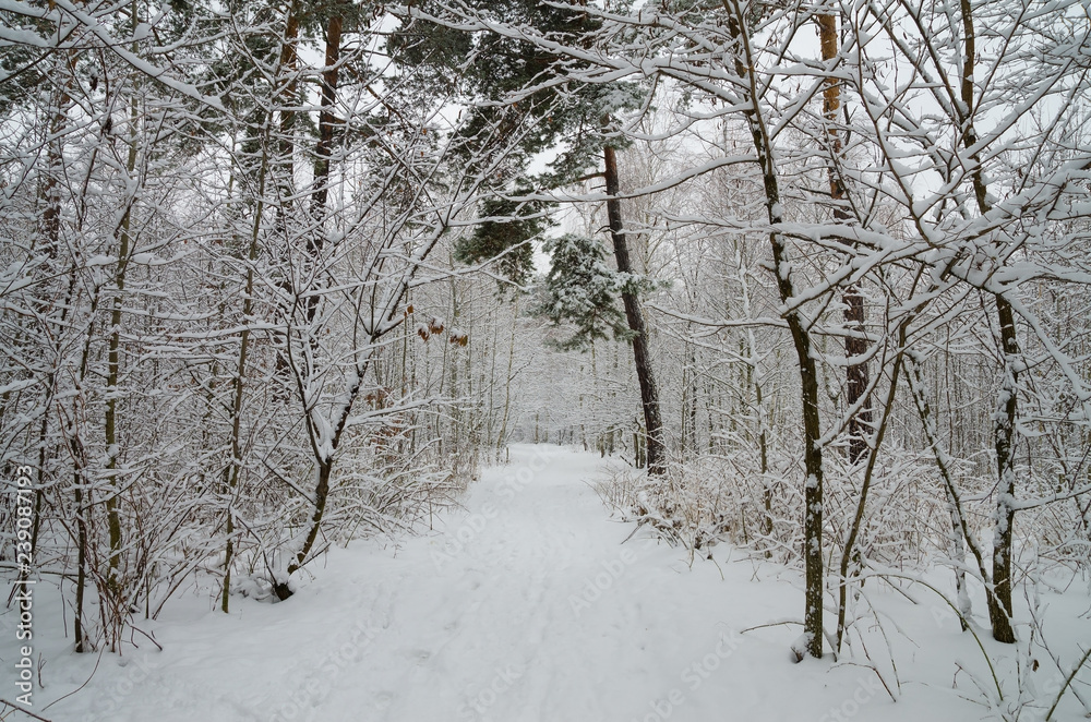 Fototapeta premium Winter forest in the snow. Trees and bushes in the snow. Snow on the branches of trees. Frosty, winter forest.