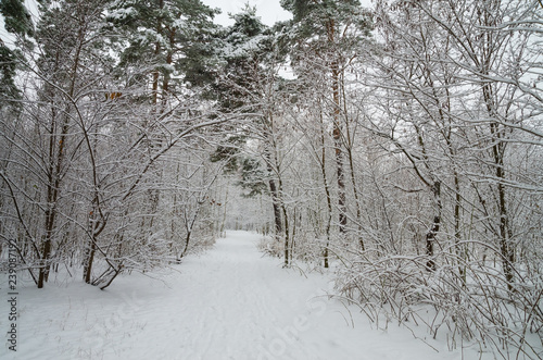 Winter forest in the snow. Trees and bushes in the snow. Snow on the branches of trees. Frosty, winter forest.