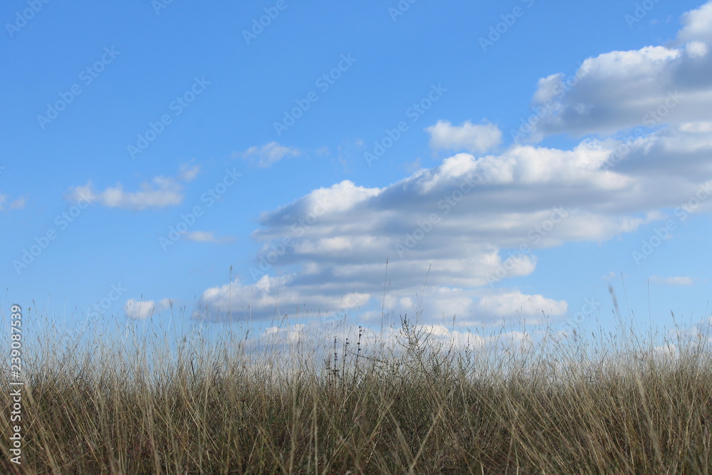 grass and sky