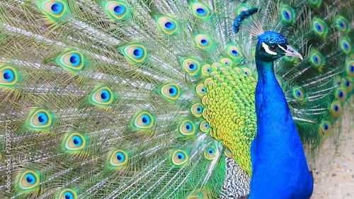 Close-up footage of a beautiful peacock