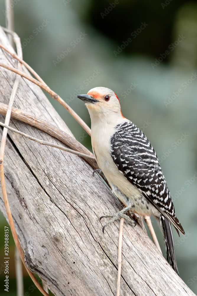 Obraz premium Red Bellied Woodpecker