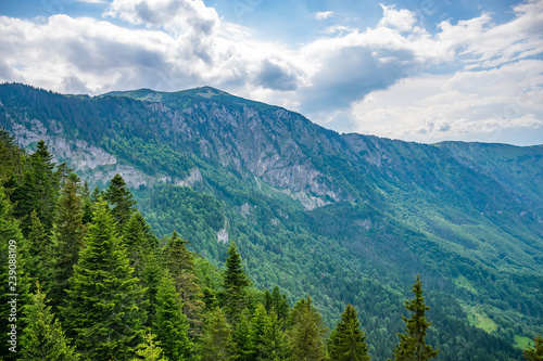 Picturesque forest on the slope of a high mountain.