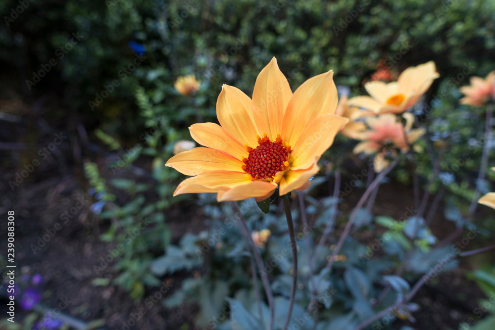 Yellow Dahila flowers in green summer garden Yellow Dahila flowers in green summer garden
