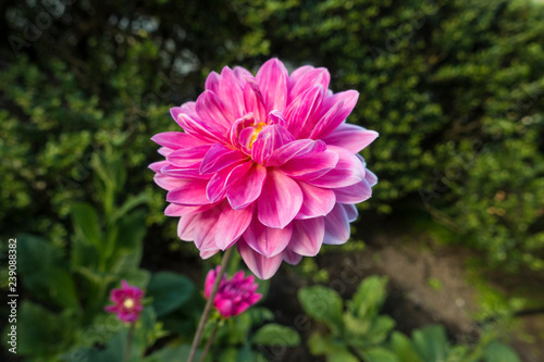 pink fuschia Dahlias sub-tropical flowers indigenous to Mexico and parts of Central America in a outdoor garden