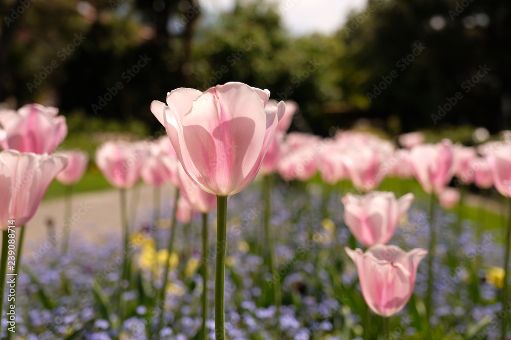 Tulip flowers in Switzerland