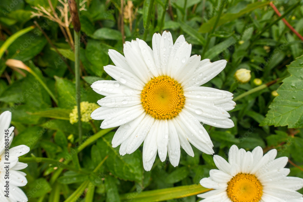 Fototapeta premium daisies white Petals smooth and flat with orange center