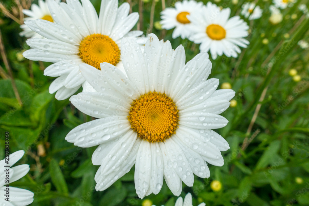 wet white flowers from the rain in a meadow garden wet white flowers from the rain in a meadow garden