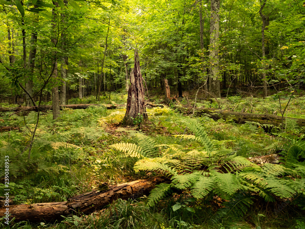 Fototapeta premium A stump still rises in a beautiful green forest of trees and ferns glowing in the sunlight
