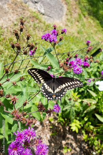 Black Swallowtail butterfly on purple flower in a outdorr garden photo