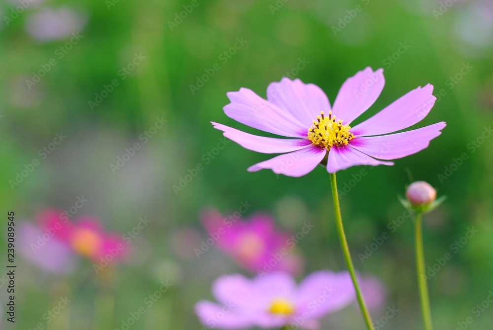 flowers nature cosmos beauty color garden blurred soft flowers nature cosmos beauty color garden blurred soft
